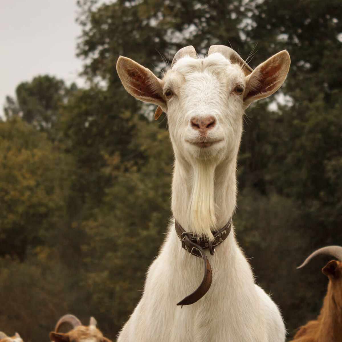 Cabra Lechera Adulta